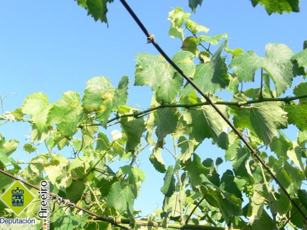 Mildiu - Mildew - Mildiu >> Plasmopara vitícola (Mildiu de la viña) - Brote con manchas en hojas tiernas.jpg